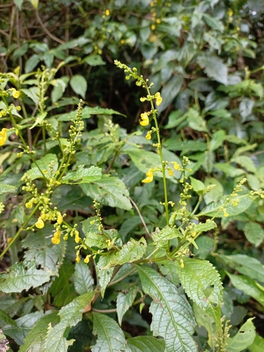 Melleri Spurflower