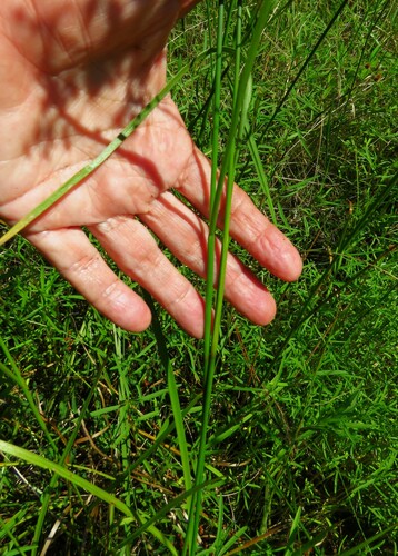 Image of Juncus marginatus by (c) Annika Lindqvist, some rights reserved (CC BY)