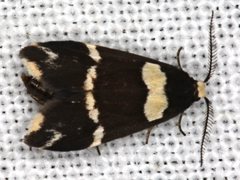 Thallarcha phalarota