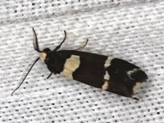 Thallarcha phalarota