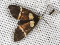 Thallarcha phalarota