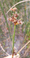 Schoenoplectus lacustris