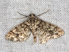 Myrioblephara desumpta