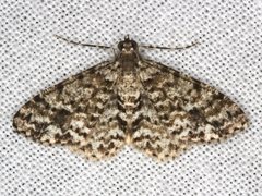 Myrioblephara desumpta