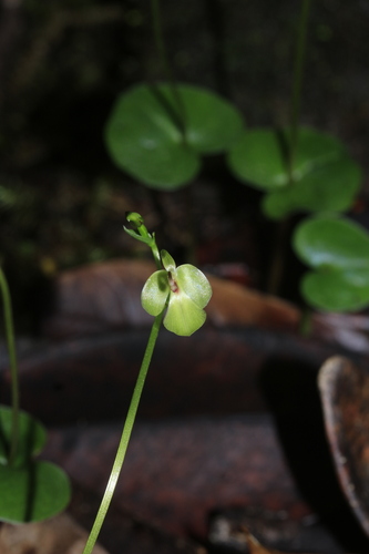 Acianthus grandiflorus