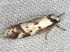 Palimmeces variegata