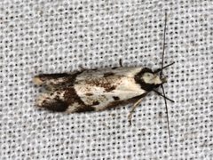 Palimmeces variegata