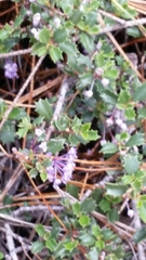 Ceanothus jepsonii