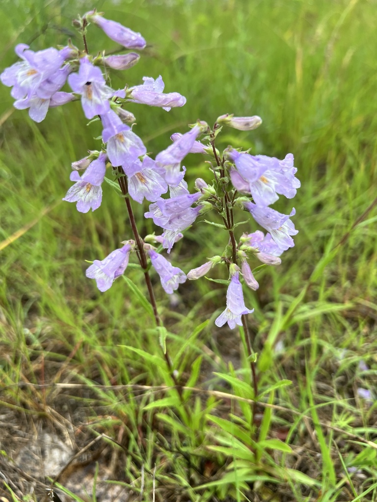 Lilac Penstemon