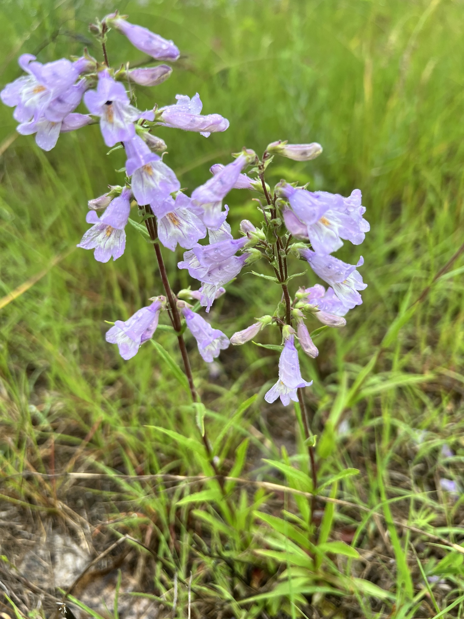Penstemon gracilis