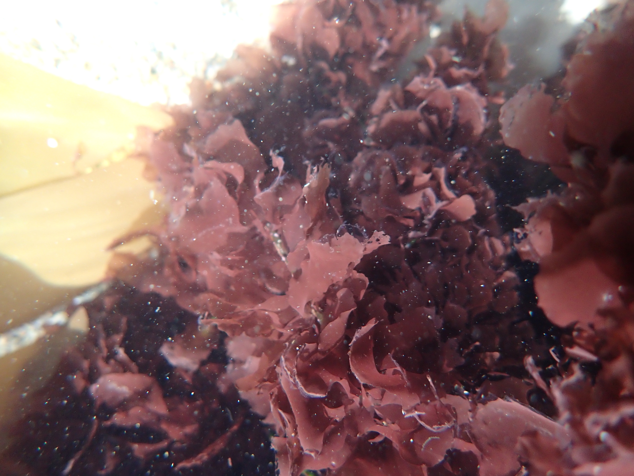 Smithora naiadum