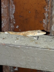 Anolis aeneus