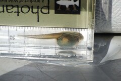 Plains Spadefoot photo 3