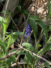 Muscari armeniacum