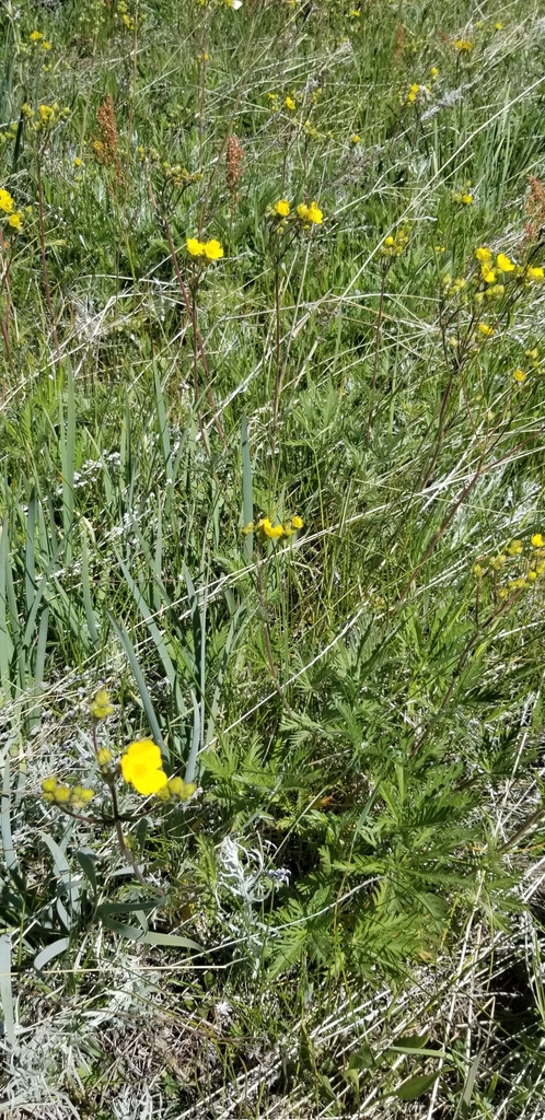 slender cinquefoil from Hart Mountain NWR, OR, US on June 18, 2024 at ...