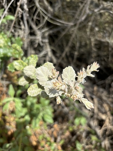 iNaturalist observation photo of Live Oak Witches' Broom Fungus