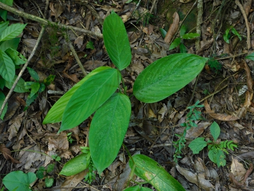 Stromanthe boliviana