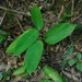 Stromanthe boliviana - Photo (c) Ignacio Barrientos, alguns direitos reservados (CC BY-NC), enviado por Ignacio Barrientos