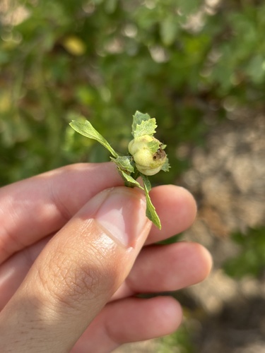 iNaturalist observation photo of Coyote Brush Bud Gall Midge