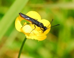 Cephidae