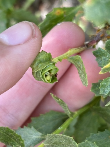 iNaturalist observation photo of Coyote Brush Bud Gall Midge