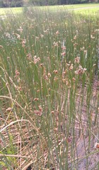 Schoenoplectus lacustris