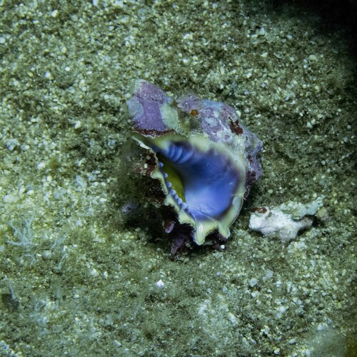 Drupa rubusidaeus observed 2024-05-24