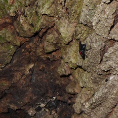 Clitellaria ephippium