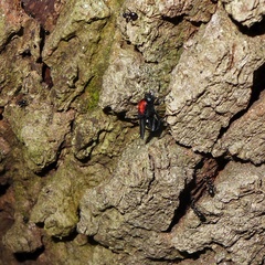 Clitellaria ephippium