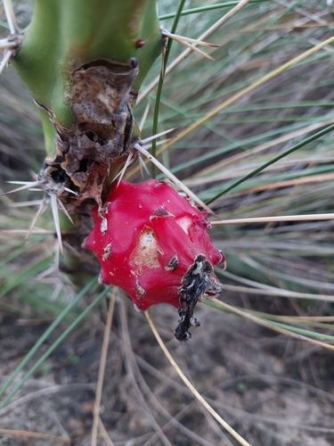 Harrisia regelii, photograph 3