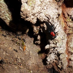 Clitellaria ephippium