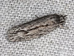 Agriophara leptosemela