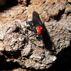 Clitellaria ephippium