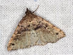Lithilaria ossicolor