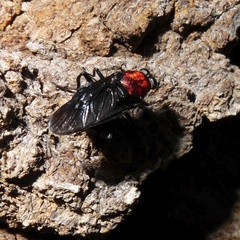 Clitellaria ephippium