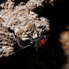 Clitellaria ephippium