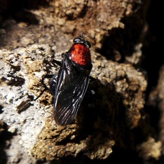 Clitellaria ephippium