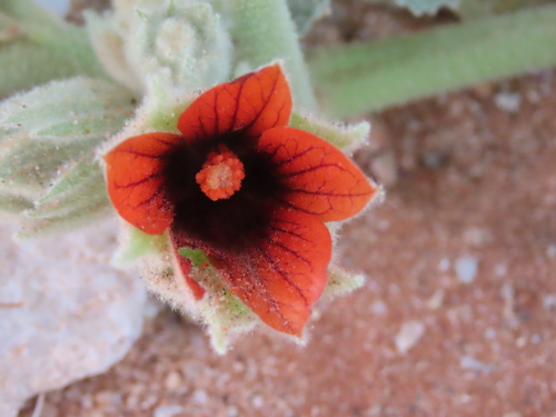 Image of Radyera urens by no rights reserved
