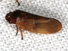 Eoscarta deprivata