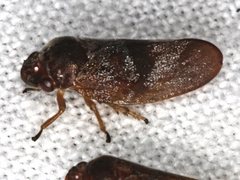 Eoscarta deprivata