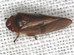 Eoscarta deprivata
