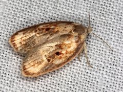 Eochrois sarcoxantha