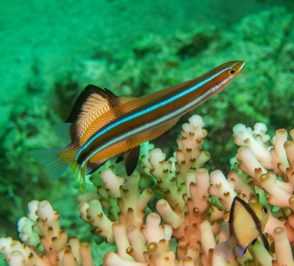 Bluestriped blenny