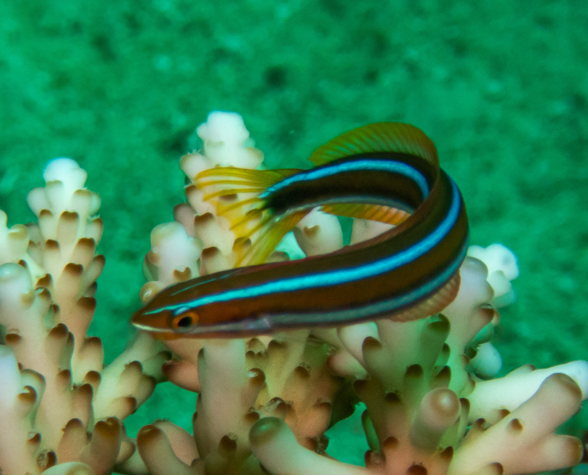 청줄베도라치, bavosa, blaustreifen-säbelzähner, blennie, blennie à bandes bleues, blue-lined blenny, blue-lined sabretooth blenny, bluestriped blenny, bluestriped fangblenny, cleaner mimic, minamiginpo, tube-worm blenny, twostripe blenny