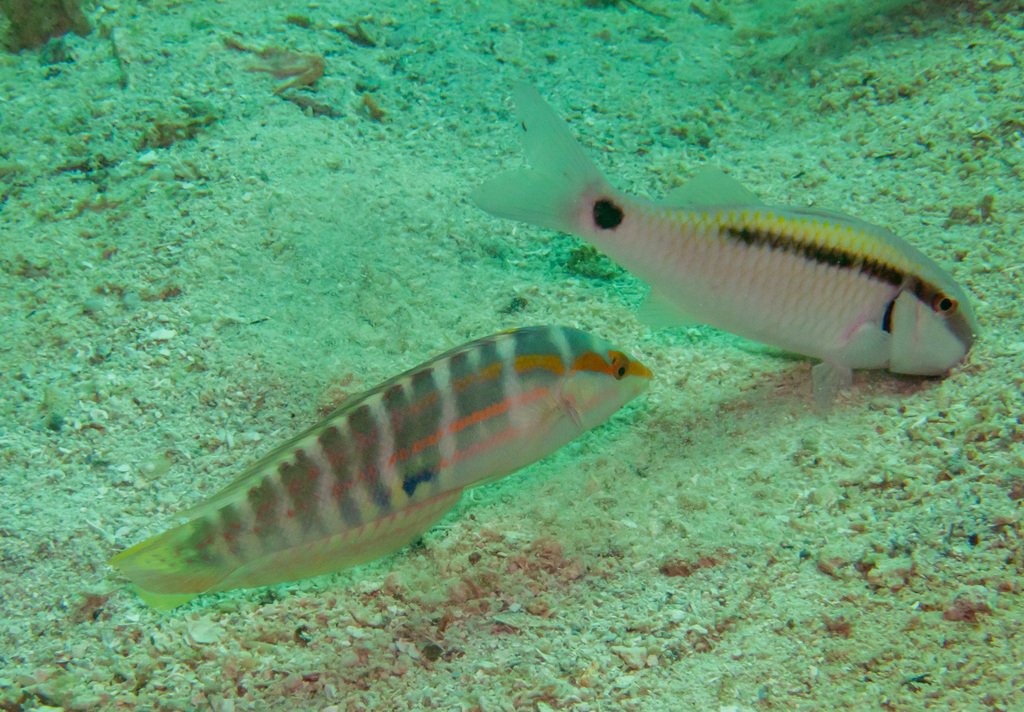 Pale-barred Coris