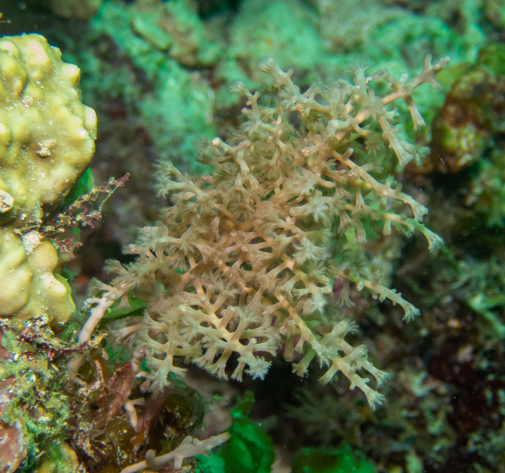 Coelogorgia palmosa