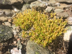 Scleranthus biflorus