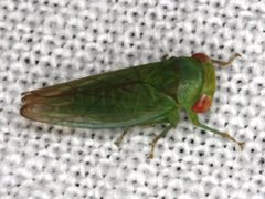 Rosopaella leurensis