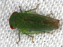 Rosopaella leurensis