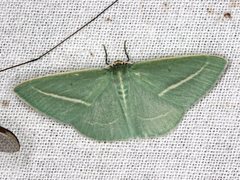 Chlorocoma stereota